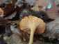 Narancsvörös rókagomba (Cantharellus friesii), Zemplén